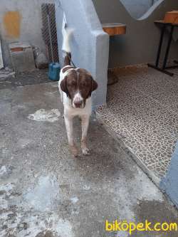 TARÇIN 1 YAŞINDA AV KÖPEĞİ DİR ASILARI BAKIMI YAPILMISTIR 1