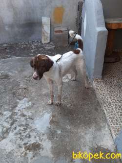 TARÇIN 1 YAŞINDA AV KÖPEĞİ DİR ASILARI BAKIMI YAPILMISTIR 2