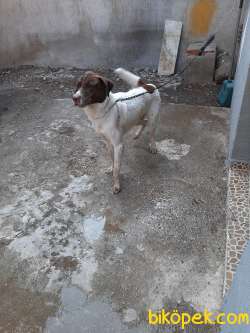 TARÇIN 1 YAŞINDA AV KÖPEĞİ DİR ASILARI BAKIMI YAPILMISTIR 4