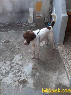 TARÇIN 1 YAŞINDA AV KÖPEĞİ DİR ASILARI BAKIMI YAPILMISTIR 5