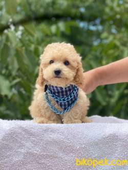 TARZ SAHİBİ POODLE  YAVRULARIMIZ 5