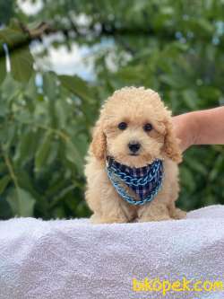 TARZ SAHİBİ POODLE  YAVRULARIMIZ 3