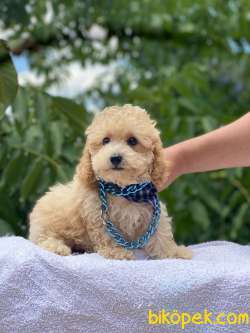 TARZ SAHİBİ POODLE  YAVRULARIMIZ 4