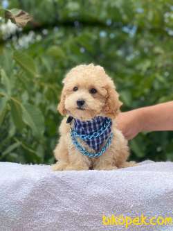 TARZ SAHİBİ POODLE  YAVRULARIMIZ 1