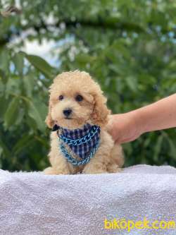 TARZ SAHİBİ POODLE  YAVRULARIMIZ 2