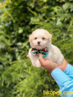 TATLI MALTİPOLAR 2