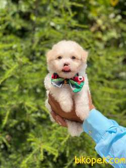 TATLI MALTİPOLAR 1