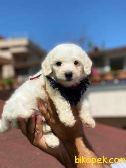 TATLI MALTİPO 3