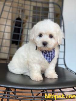 TATLI MALTESE TERRİER 1