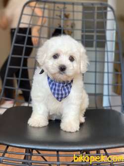 TATLI MALTESE TERRİER 2