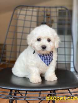 TATLI MALTESE TERRİER 3