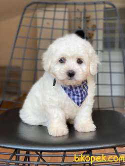 TATLI MALTESE TERRİER 4