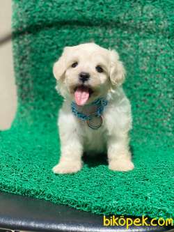 TATLI MALTESE TERRİER 2