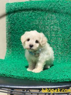 TATLI MALTESE TERRİER 4