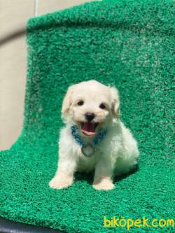 TATLI MALTESE TERRİER 3