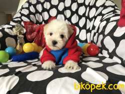 TATLI MALTESE TERRİER 4