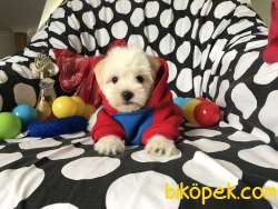 TATLI MALTESE TERRİER 2
