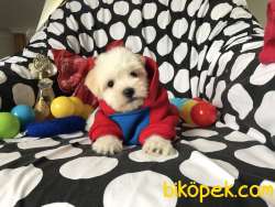 TATLI MALTESE TERRİER 3