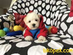 TATLI MALTESE TERRİER 5