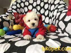 TATLI MALTESE TERRİER 1