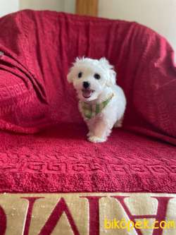TATLI MALTESE TERRİER 3