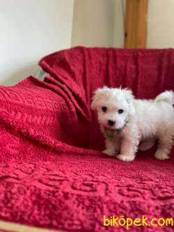 TATLI MALTESE TERRİER 4