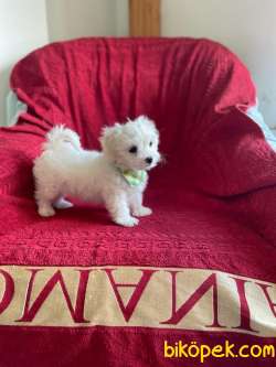 TATLI MALTESE TERRİER 5