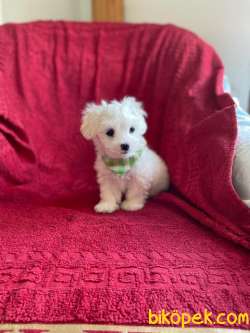 TATLI MALTESE TERRİER 1