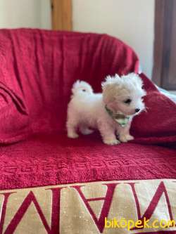 TATLI MALTESE TERRİER 2