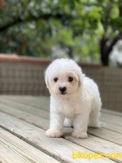 TATLI MALTESE TERRİER 1