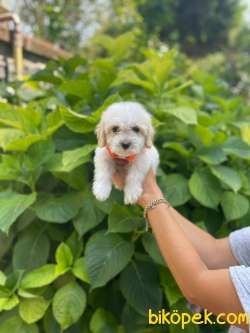 TATLI MALTESE TERRİER 2