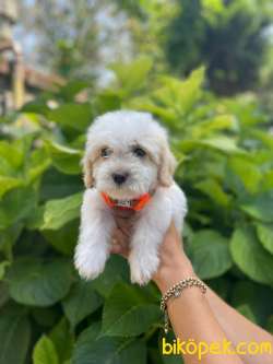 TATLI MALTESE TERRİER 3