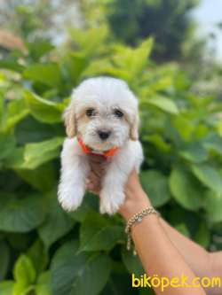 TATLI MALTESE TERRİER 1
