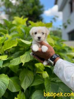 TATLI MALTESE TERRİER 1