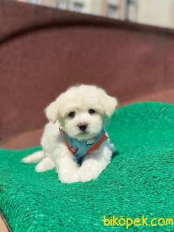 TATLI MALTESE TERRİER 1