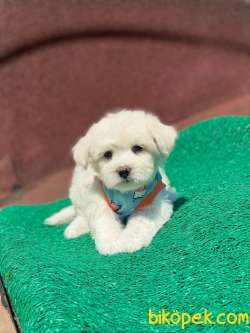 TATLI MALTESE TERRİER 4