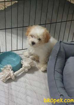 TATLI MALTESE TERRİER 3