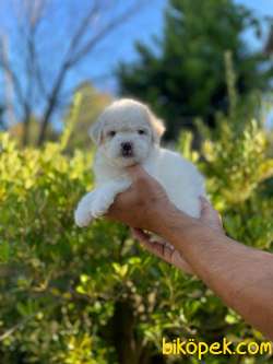 TATLI MALTESE TERRİER 1