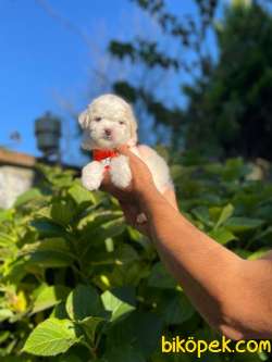 TATLI MALTESE TERRİER 2