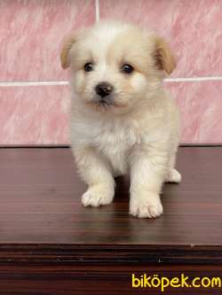 TATLI MALTESE TERRİER 1