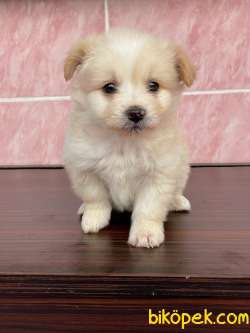 TATLI MALTESE TERRİER 3