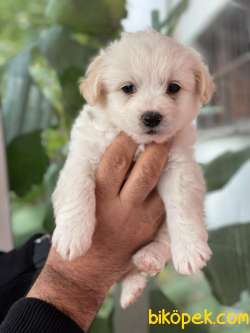 TATLI MALTESE TERRİER 2