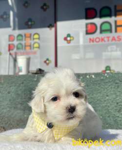 TATLI MALTESE TERRİER 2