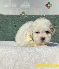 TATLI MALTESE TERRİER 5