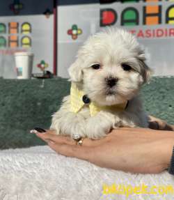 TATLI MALTESE TERRİER 3
