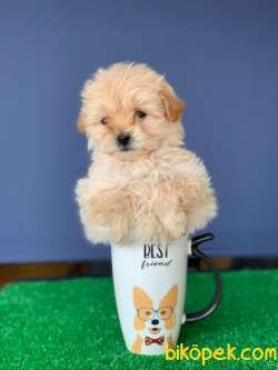 TATLI MALTİPOO YAVRU 5