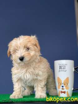 TATLI MALTİPOO YAVRU 4