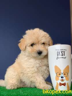 TATLI MALTİPOO YAVRU 2