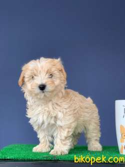 TATLI MALTİPOO YAVRU 1