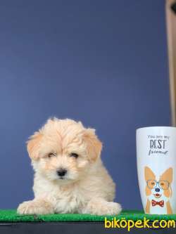 TATLI MALTİPOO YAVRU 3